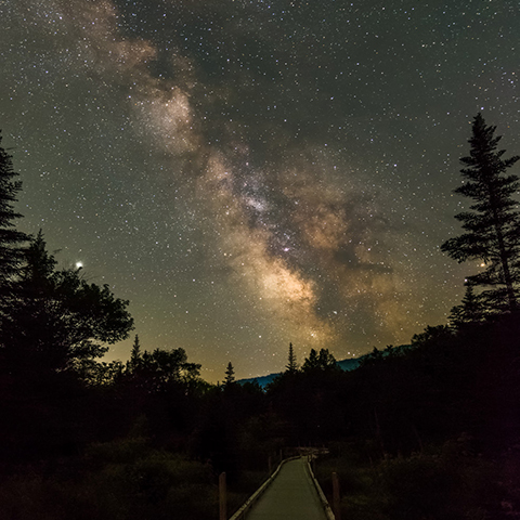 Night sky galaxy with a road and silhouetted pine trees