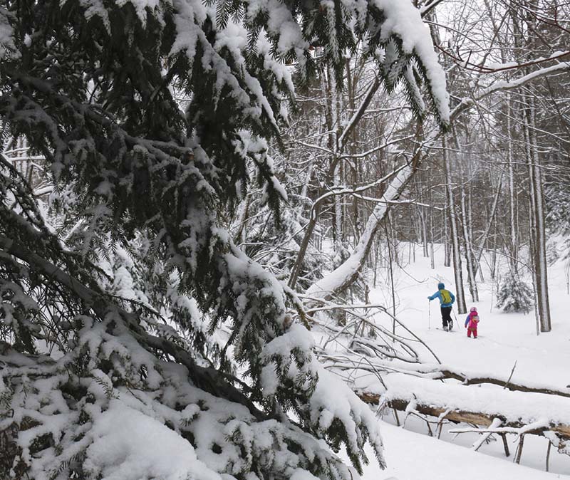 skier in snow