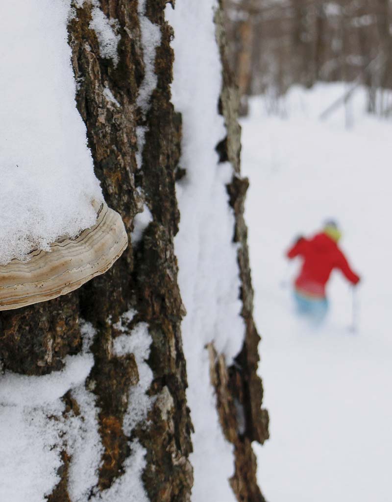 skier in snow