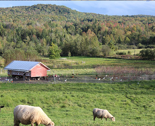 Triple J Pastures Farm