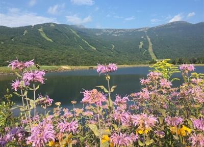 Railyard Apothecary Tea Tasting