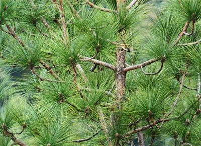 Complimentary Spruce Loop Hike